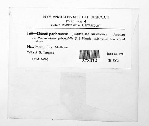 Elsinoe parthenocissi image